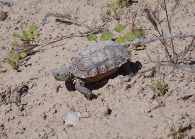 Small Desert Tortoise Surrounded By Saplings Crawling Down Dirt Hill