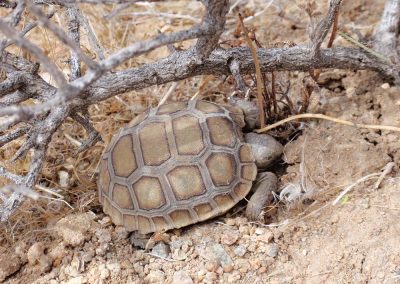 Baby Desert Tortoise Sleeping Under Branch In The Sand