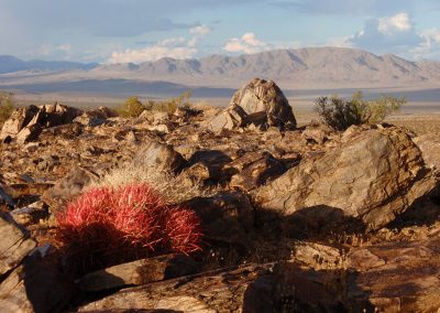 Rocky Desert Landscape With Scattered Bushes And Red Cacti