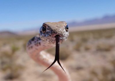 Snakes of Mojave Desert