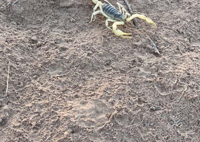 Black And Yellow Scorpion Walking Through Desert Landscape